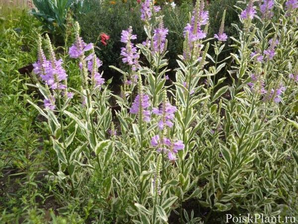 Физостегия виргинская Variegata