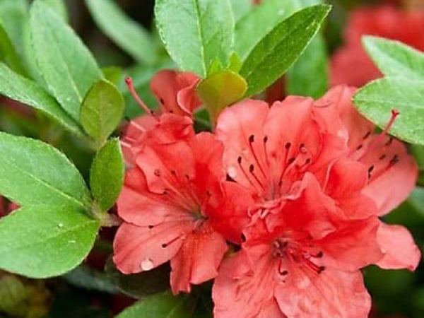 Рододендрон тупой Geisha Red (Kazuko)