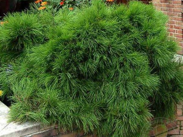 Сосна густоцветковая Pendula