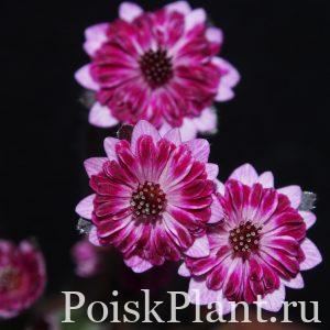 Печеночница благородная var. japonica Yume no Hana
