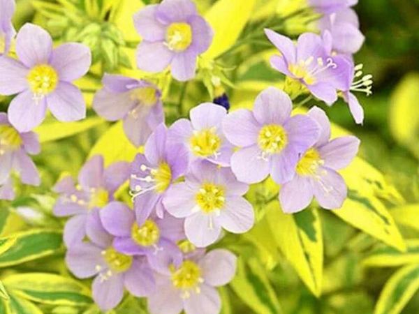 Синюха ползучая Lambrook Gold