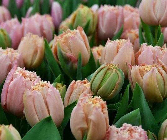Тюльпан бахромчатый Pink Magic