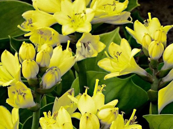 Хоста гибридная Miracle Lemony