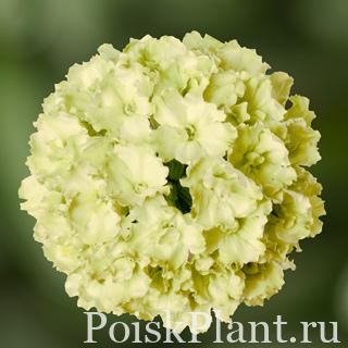 Вербена гибридная Green Apple