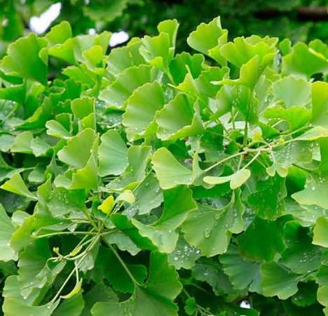 Гинкго билоба Tubifolia