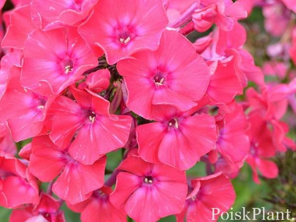 Флокс метельчатый Grenadine
