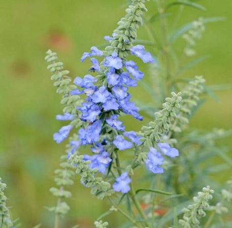 Сальвия лазоревый