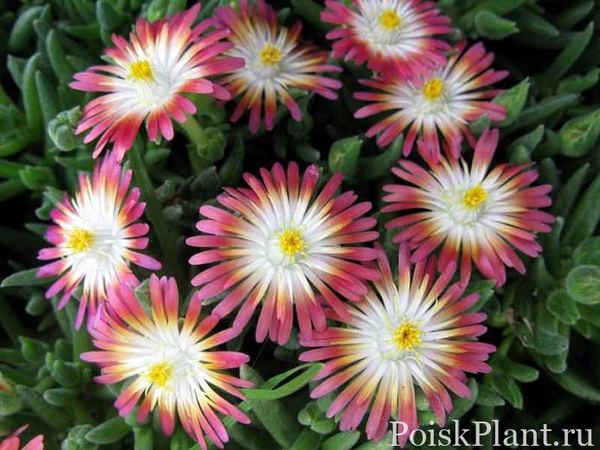 Делосперма Купера Jewel of Desert Ruby