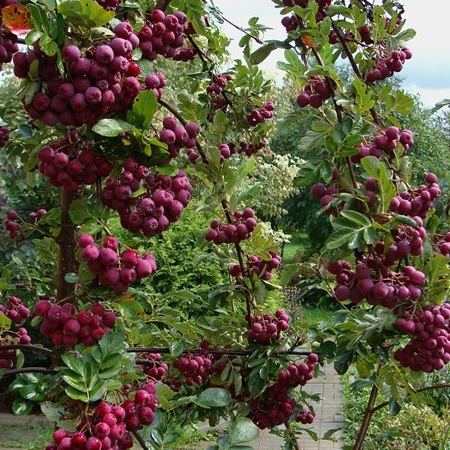 Рябина обыкновенная Granatnaja