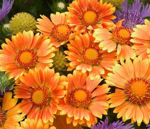 Гайллардия крупноцветковая Oranges and Lemons
