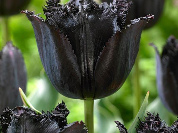 Тюльпан бахромчатый Black Fringed