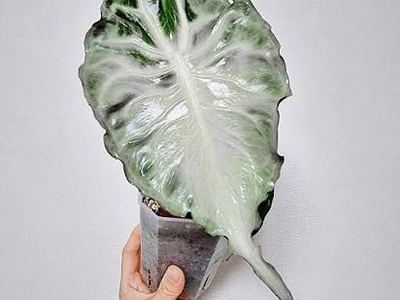 Алоказия амазонская Веном