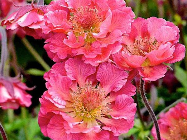 Гравилат гибридный Pink Petticoats