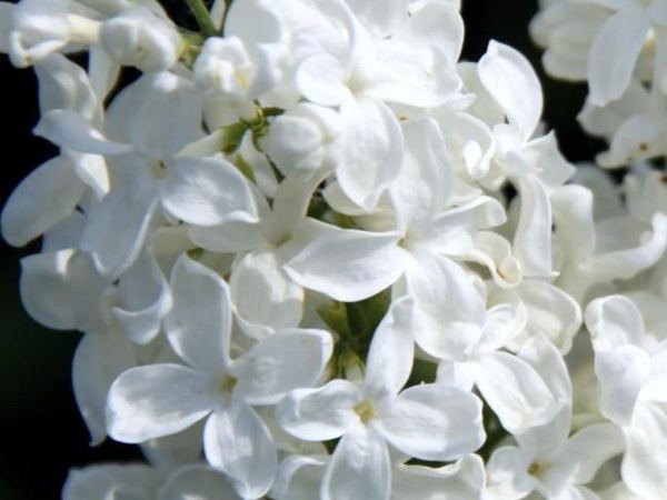 Сирень обыкновенная Prinses Beatrix