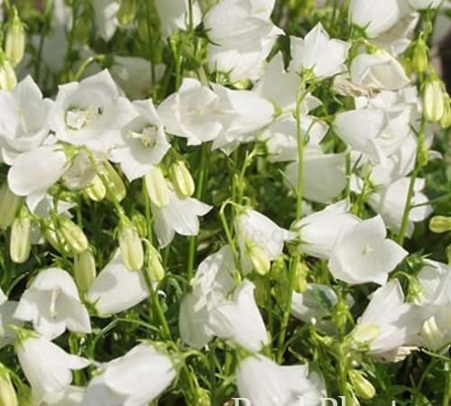 Колокольчик ложечницелистный Bavaria White