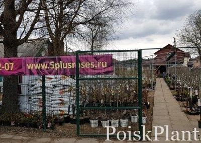 5 Плюс