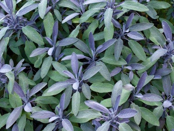 Сальвия лекарственный Purpurascens