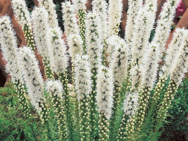 Лиатрис колосковый Spicata Alba