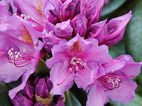 Рододендрон катевбинский Lee's Dark Purple