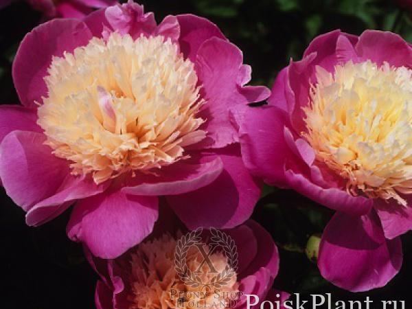 Пион травянистый Embraceable Pink