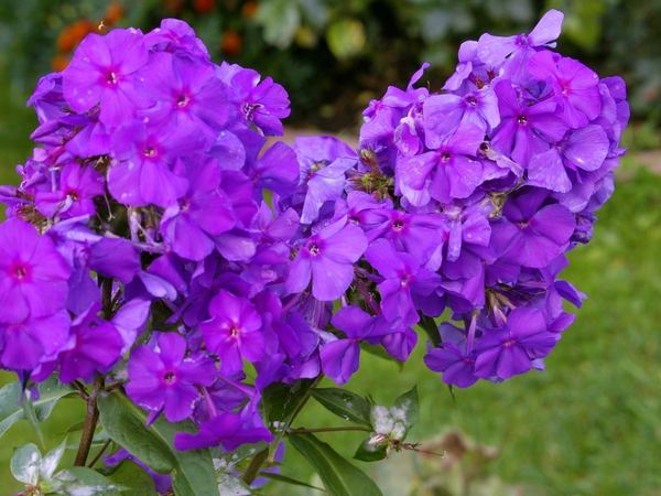 Флокс метельчатый Amethyst