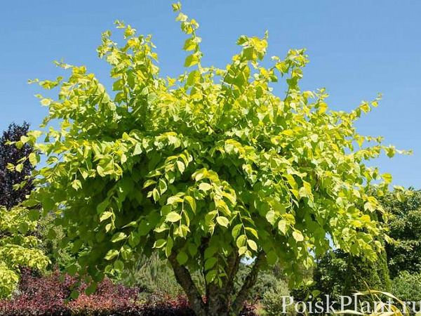 Вяз шершавый Lutescens