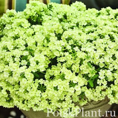 Вербена гибридная Lime Green