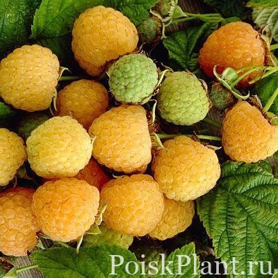 Малина обыкновенная Poranna Rosa
