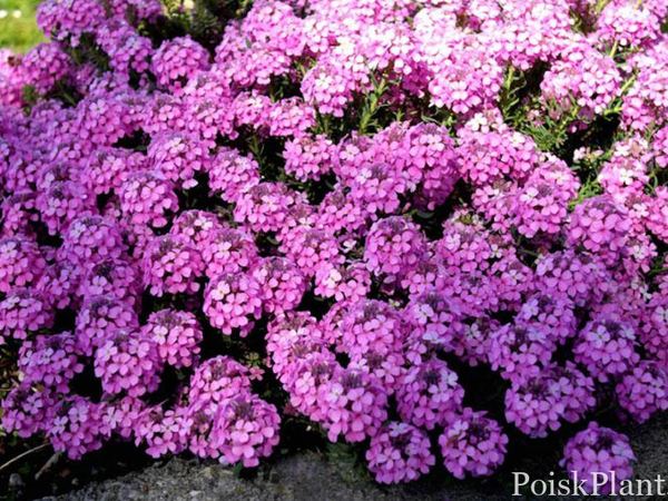 Крылотычинник армянский Warley Rose