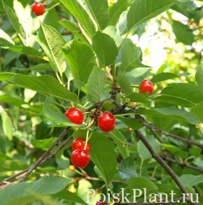 Слива обыкновенная Инку