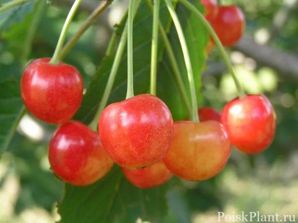 Слива птичья Oryol pink
