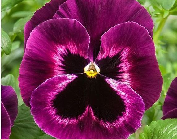 Виола виттрока Cello Neon Purple
