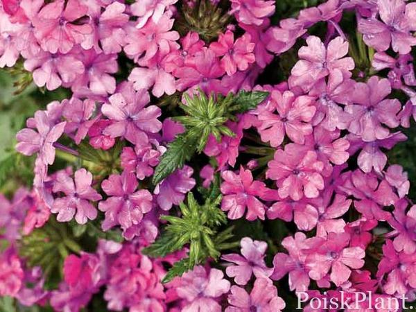 Вербена гибридная Superbena Pink Shades