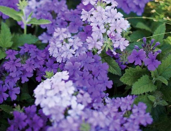 Вербена гибридная Superbena Large Lilac Blue