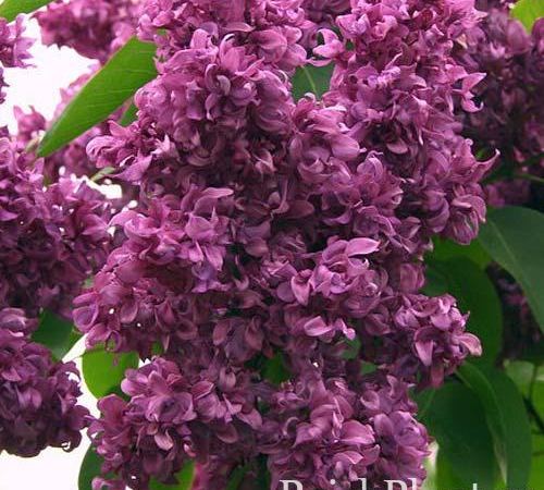 Сирень обыкновенная Mrs. Edward Harding