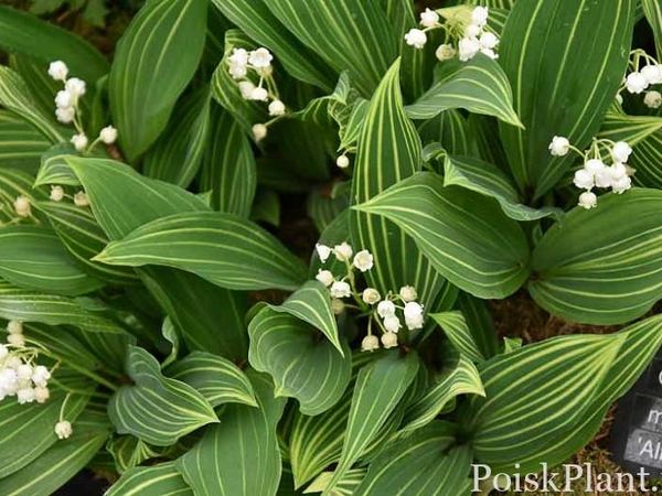 Ландыш майский Albostriata