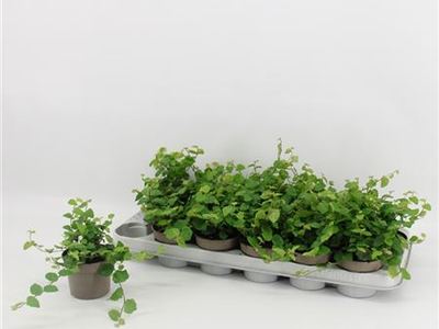 Фикус крошечный Грин Санни
