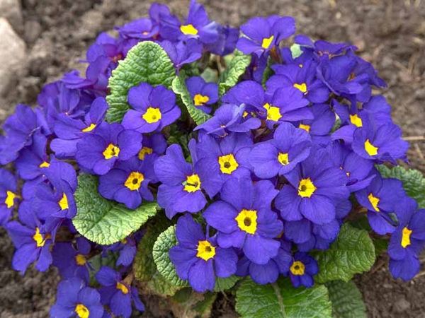 Примула гибридная Crescendo Blue Shades