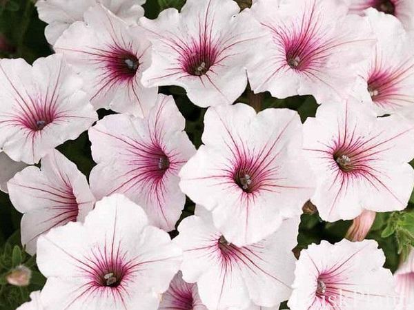 Петуния гибридная Supertunia Vista Silverberry