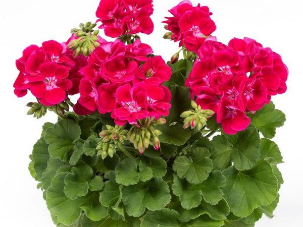 Пеларгония зональная Flower Red Splash