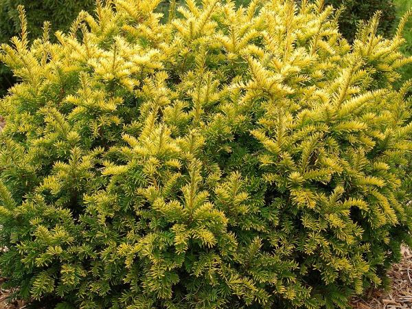 Тис ягодный Semperaurea