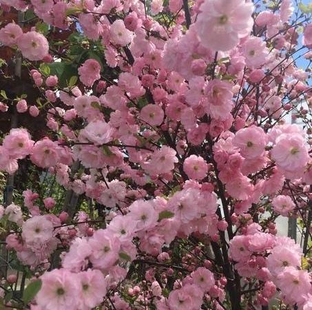 Миндаль трехлопастной Rosenmund
