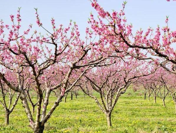 Слива персидская Белле Оф Георгиа