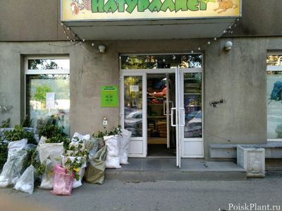 Натуралист