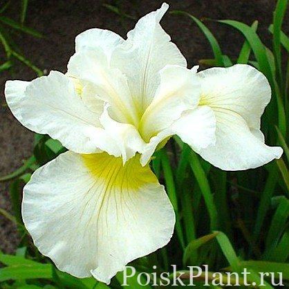 Ирис сибирский Harpswell Happiness