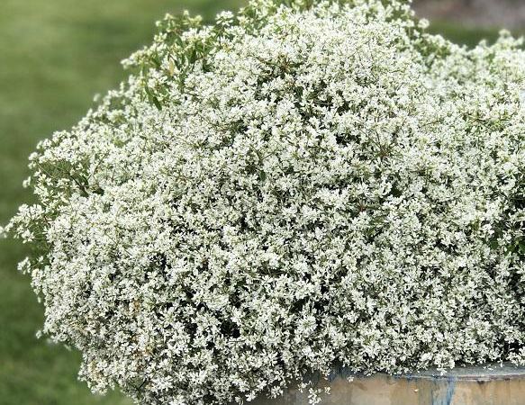 Эуфорбия гибридный Diamond Snow