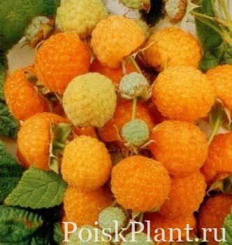 Малина обыкновенная Golden Queen