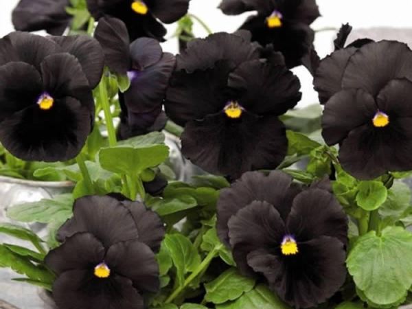 Виола виттрока Atlas Black