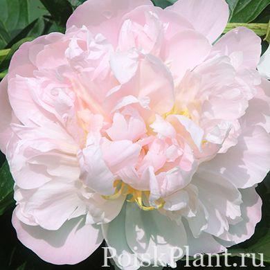 Пион травянистый Victorian Blush