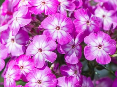Флокс метельчатый Фламе Про Вайолет Шарм